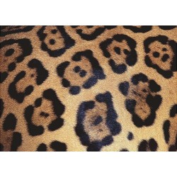 Challenge - Animal Print