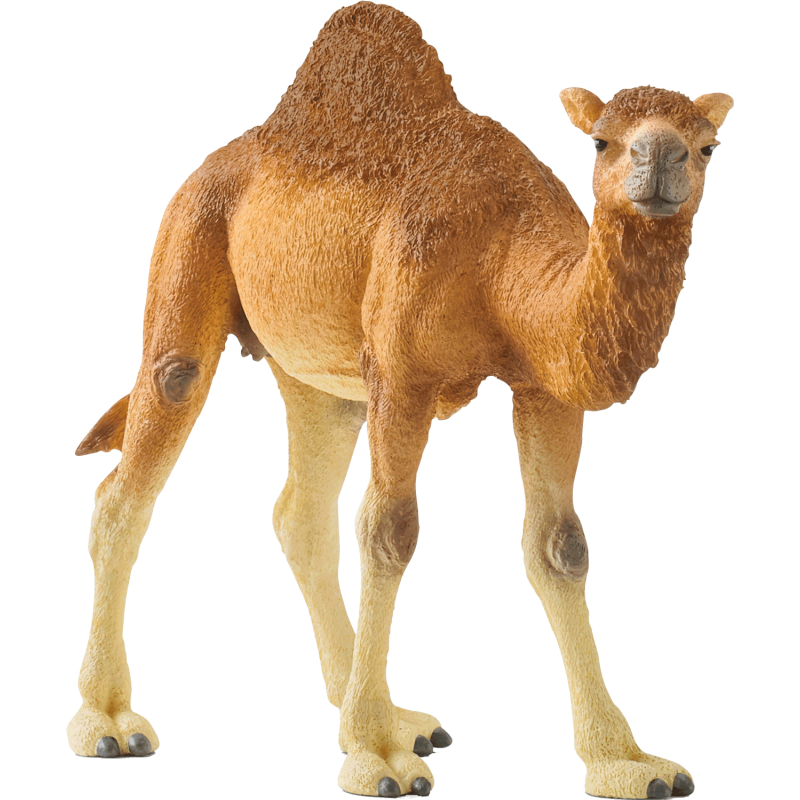 Schleich Wild Life - Dromedar