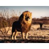 Ravensburger Puzzle - Der Löwe